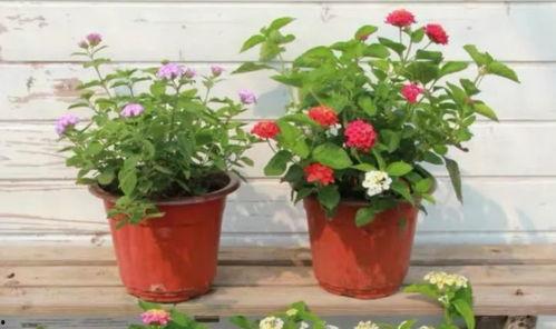 直播最新爆料新闻报道视频,最新爆料新闻视频深度解析  第3张